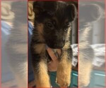 Small #4 Breeder Profile image