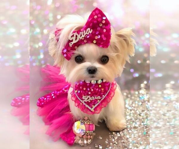 Medium Photo #3  Breeder Profile in TEMPE, AZ, USA