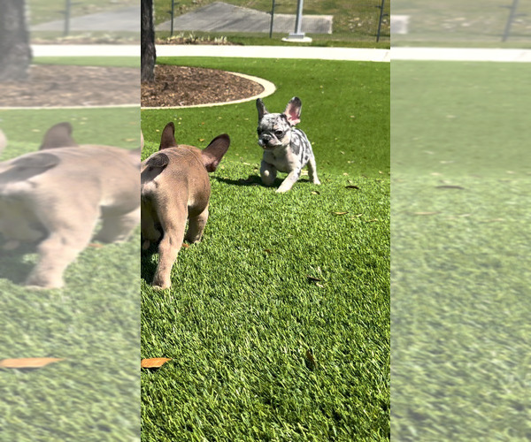 Medium Photo #8  Breeder Profile in HOUSTON, TX, USA