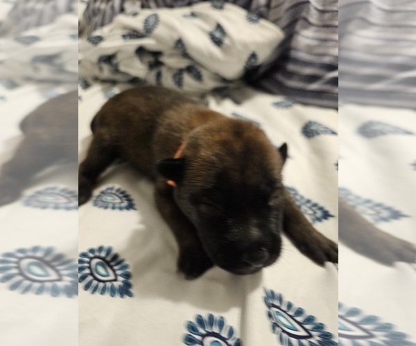 Medium Photo #7  Breeder Profile in SHICKSHINNY, PA, USA