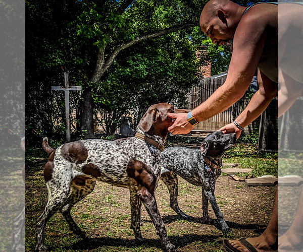 Medium Photo #1  Breeder Profile in MESQUITE, TX, USA