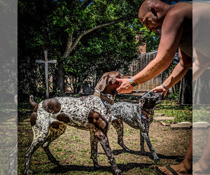 German Shorthaired Pointer Dog Breeder near MESQUITE, TX, USA