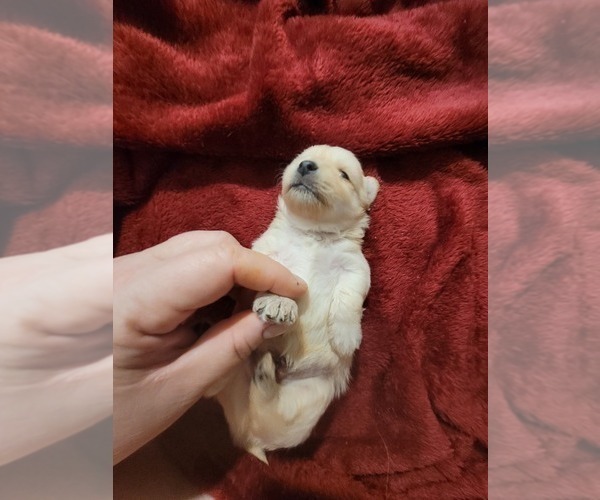 Medium Photo #68  Breeder Profile in AKRON, OH, USA