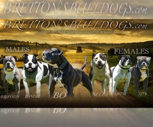 American Bulldog Dog Breeder near COLUMBIA, KY, USA