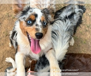 Miniature Australian Shepherd Dog Breeder near ADGER, AL, USA