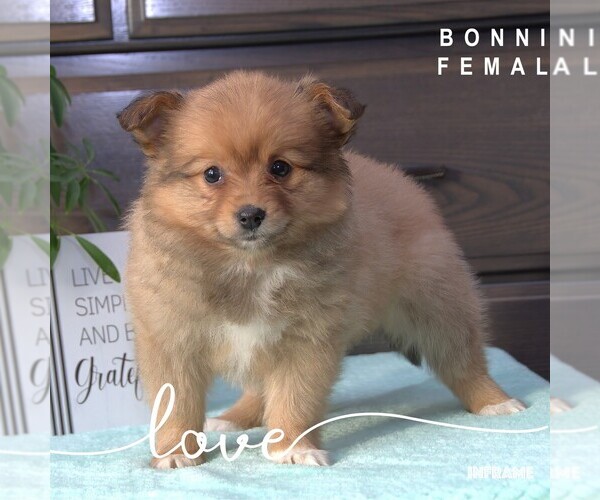 Medium Photo #33  Breeder Profile in CLARE, MI, USA