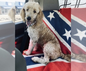 Main photo of Goldendoodle-Poodle (Standard) Mix Dog Breeder near SAINT ANTHONY, IN, USA