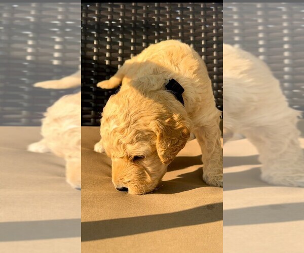 Medium Photo #1  Breeder Profile in ROCKY MOUNT, NC, USA