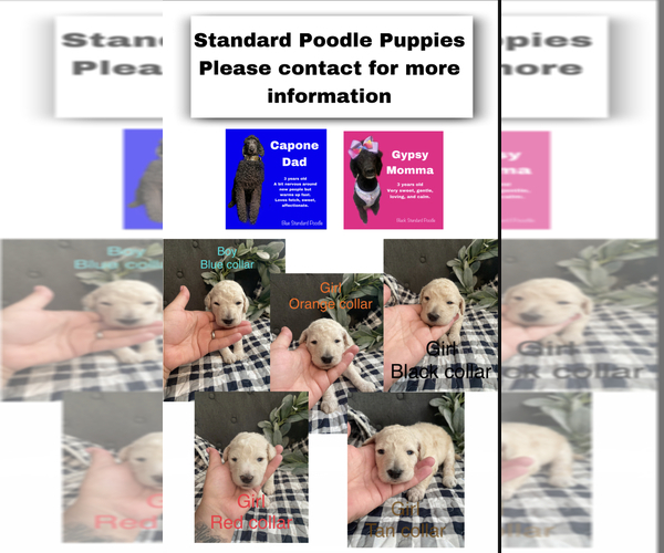 Medium Photo #1  Breeder Profile in OWENSBORO, KY, USA