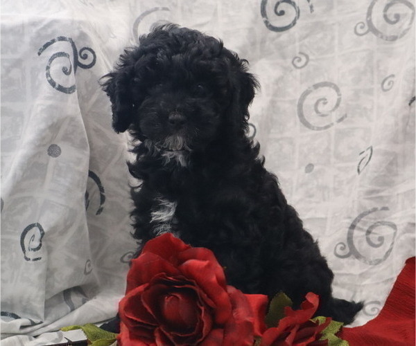 Medium Photo #33  Breeder Profile in THORP, WI, USA