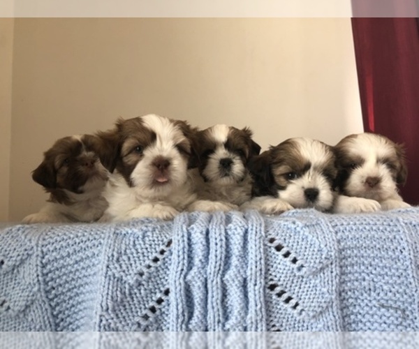 Medium Photo #1  Breeder Profile in HOLIDAY, FL, USA