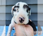 Small #4 Breeder Profile image