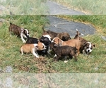 Small #1 Breeder Profile image