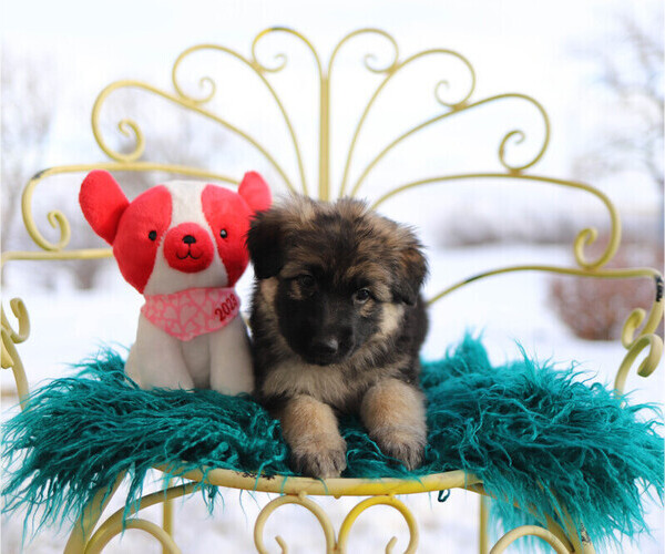 Medium Photo #1  Breeder Profile in ELBERT, CO, USA