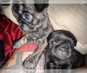 Pug Dog Breeder near LUMBER BRIDGE, NC, USA