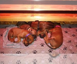 Rhodesian Ridgeback Dog Breeder near ONEIDA, TN, USA