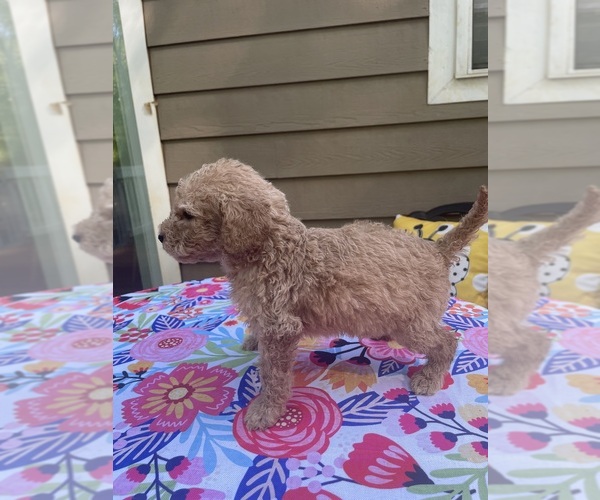 Medium Photo #3  Breeder Profile in DOUGLASVILLE, GA, USA