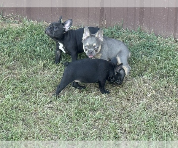 Medium Photo #3  Breeder Profile in LONGVIEW, TX, USA