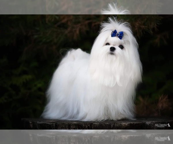 Medium Photo #2  Breeder Profile in WILSON, NY, USA
