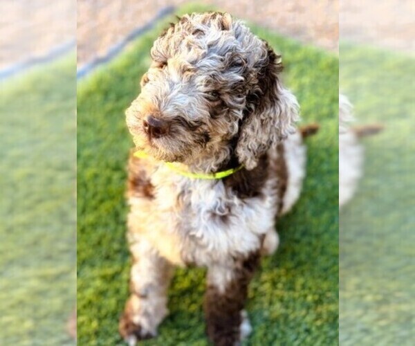 Medium Photo #4  Breeder Profile in APACHE JUNCTION, AZ, USA