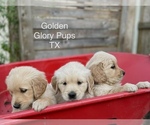 Small breeder photo