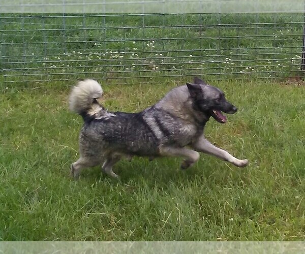Medium Photo #1  Breeder Profile in ROSEVILLE, IL, USA
