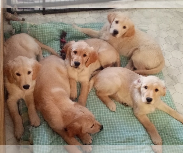Medium Photo #1  Breeder Profile in FRIEDENS, PA, USA