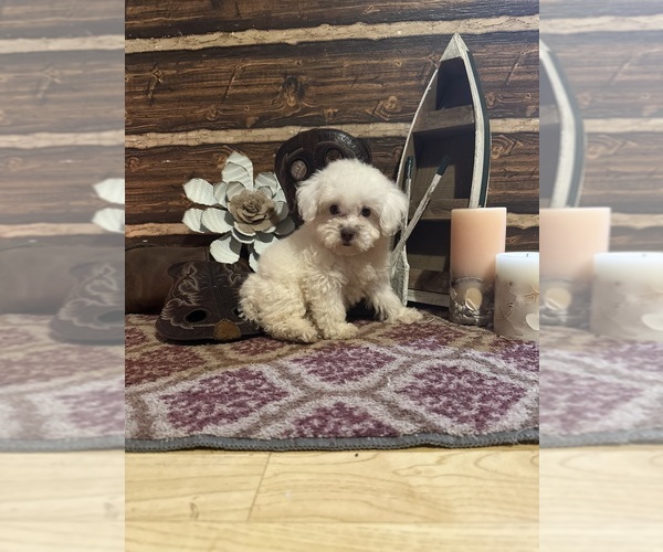 Medium Photo #1  Breeder Profile in BARNETT, MO, USA
