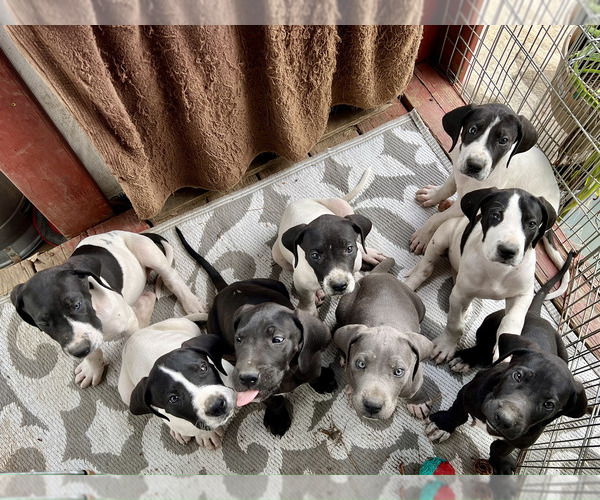 Medium Photo #16  Breeder Profile in ORR, MN, USA