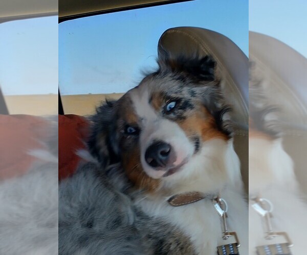 Medium Photo #5  Breeder Profile in SEVERY, KS, USA