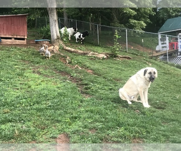 Medium Photo #4  Breeder Profile in CANDLER, NC, USA