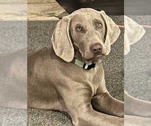 Weimaraner Dog Breeder near APPLE VALLEY, CA, USA