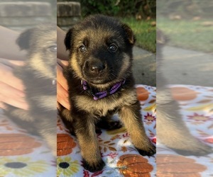 German Shepherd Dog Dog Breeder near COWARTS, AL, USA