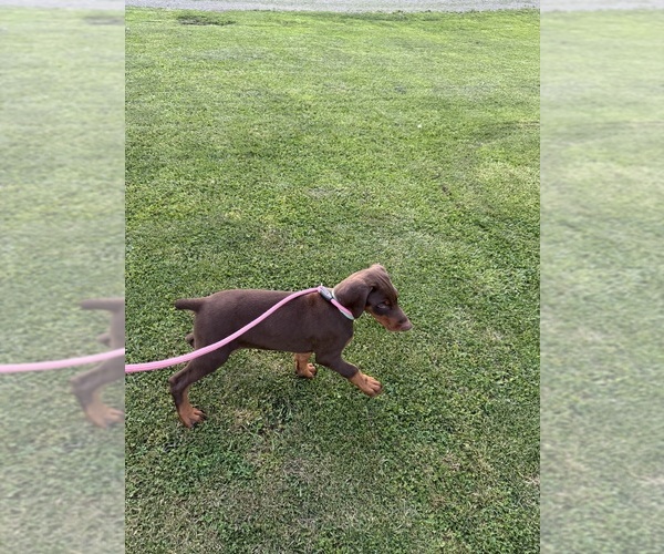Medium Photo #2  Breeder Profile in BRIDGEPORT, WV, USA