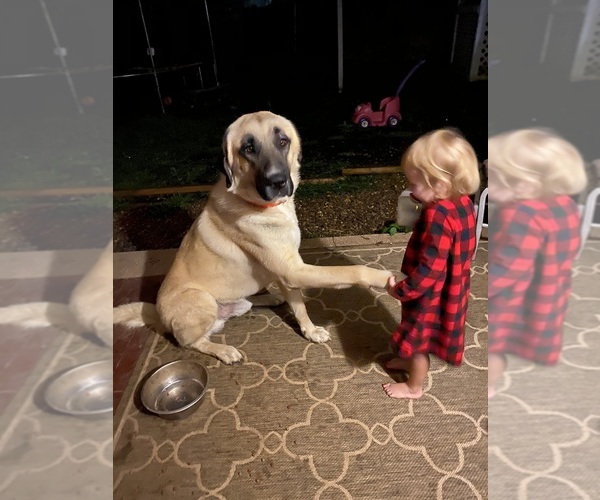Medium Photo #8  Breeder Profile in CANDLER, NC, USA