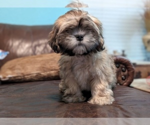 Shih Apso Dog Breeder near SCOTTSDALE, AZ, USA