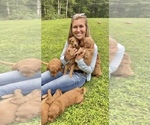 Small breeder photo
