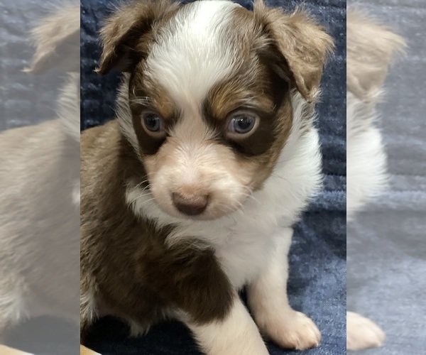 Medium Photo #8  Breeder Profile in VALLIANT, OK, USA