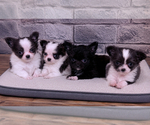 Small #19 Breeder Profile image