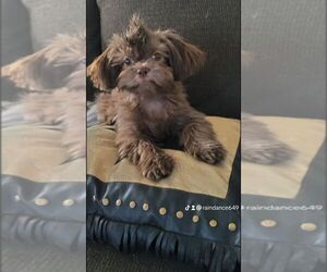 Maltipoo-Shih Tzu Mix Dog Breeder near LAKE DALLAS, TX, USA