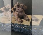 Small breeder photo