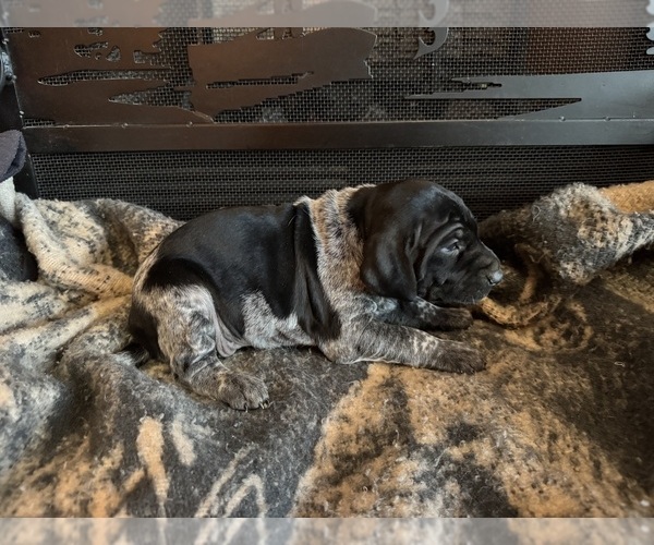 Medium Photo #18  Breeder Profile in BOONVILLE, IN, USA