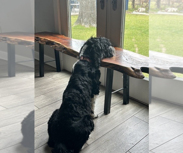 Medium Photo #15  Breeder Profile in BAYTOWN, TX, USA