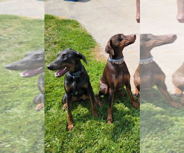 Medium Photo #1  Breeder Profile in CLINTON, OH, USA