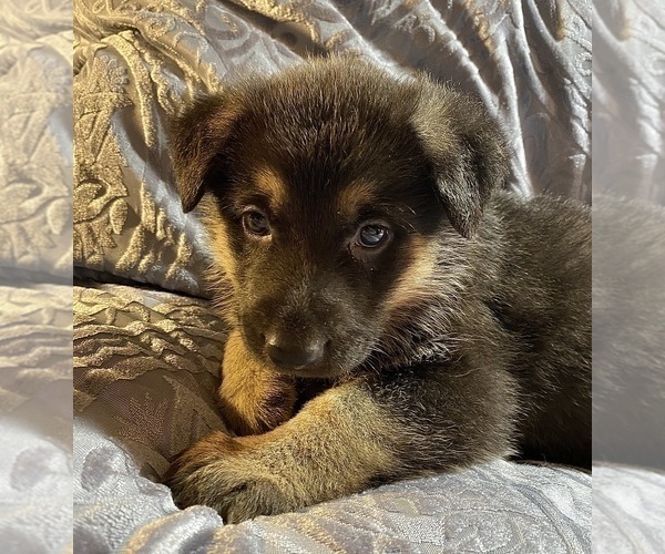 Medium Photo #1  Breeder Profile in BOKOSHE, OK, USA