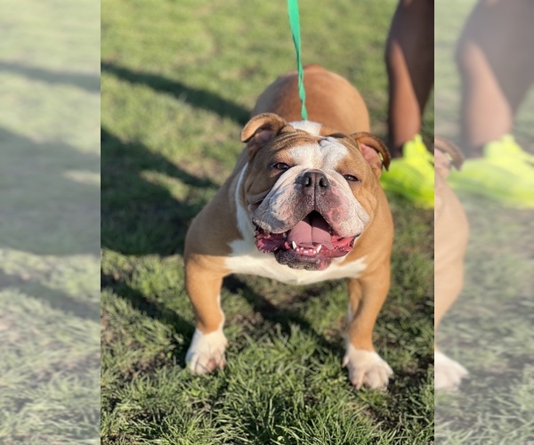 Medium Photo #1  Breeder Profile in INDIANAPOLIS, IN, USA