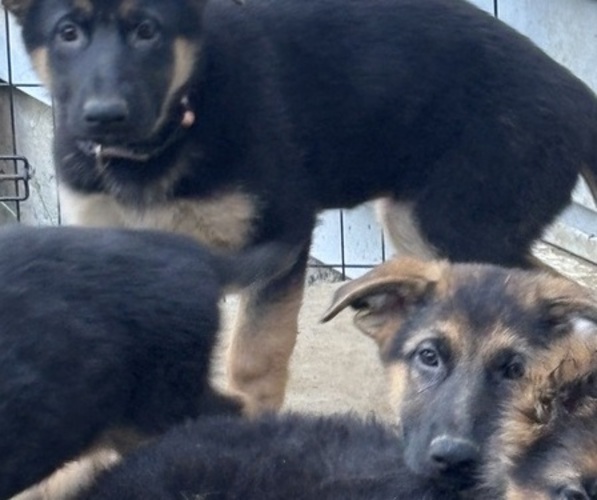 Medium Photo #5  Breeder Profile in SOUTH EASTON, MA, USA