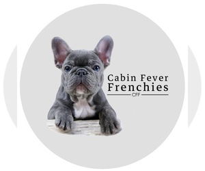 French Bulldog Dog Breeder near SULLIVAN, OH, USA