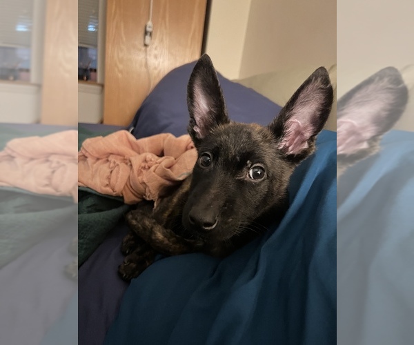 Medium Photo #1  Breeder Profile in NEW BRUNSWICK, NJ, USA