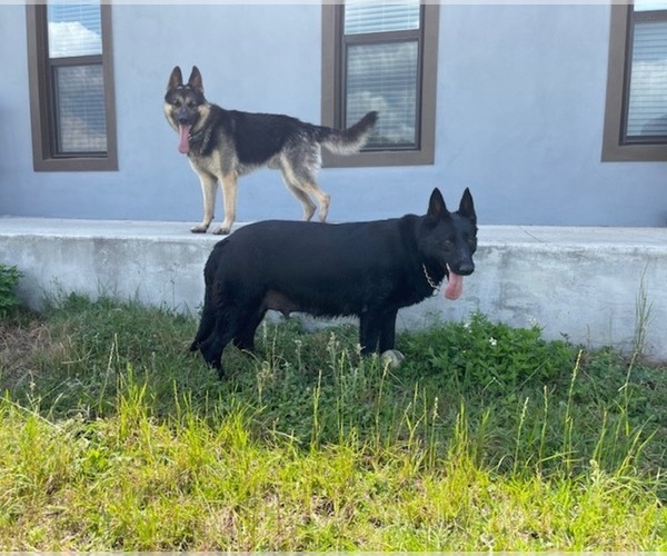 Medium Photo #1  Breeder Profile in CLERMONT, FL, USA